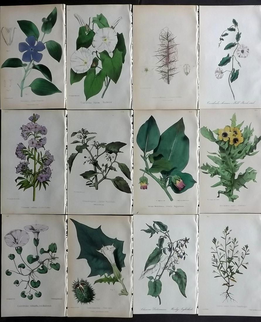 Hogg & Johnson C1870 Lot of 12 HCol Botanical Prints: Hand Coloured Lithographs Published 1863-1880, London for "The Wild Flowers of Great Britain" by Robert Hogg & George W. Johnson. Paper Size: 9 x 5.5 inch (23 x 14cm) Good Condition
