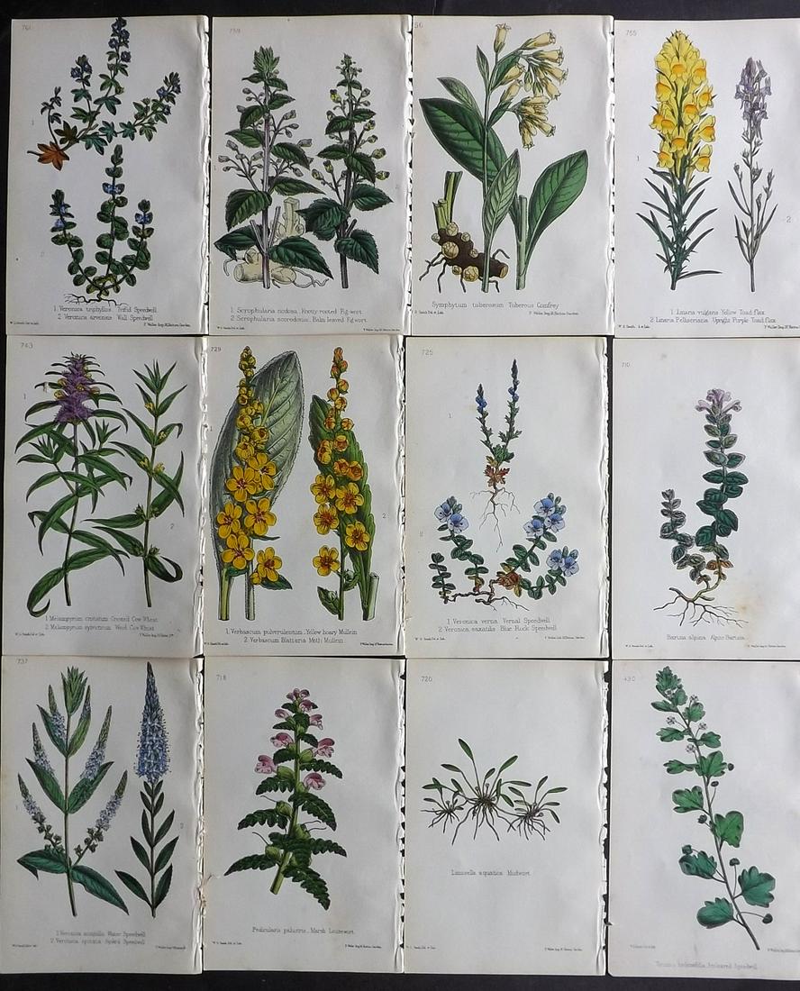 Hogg & Johnson C1870 Lot of 12 HCol Botanical Prints: Hand Coloured Lithographs Published 1863-1880, London for "The Wild Flowers of Great Britain" by Robert Hogg & George W. Johnson. Paper Size: 9 x 5.5 inch (23 x 14cm) Good Condition