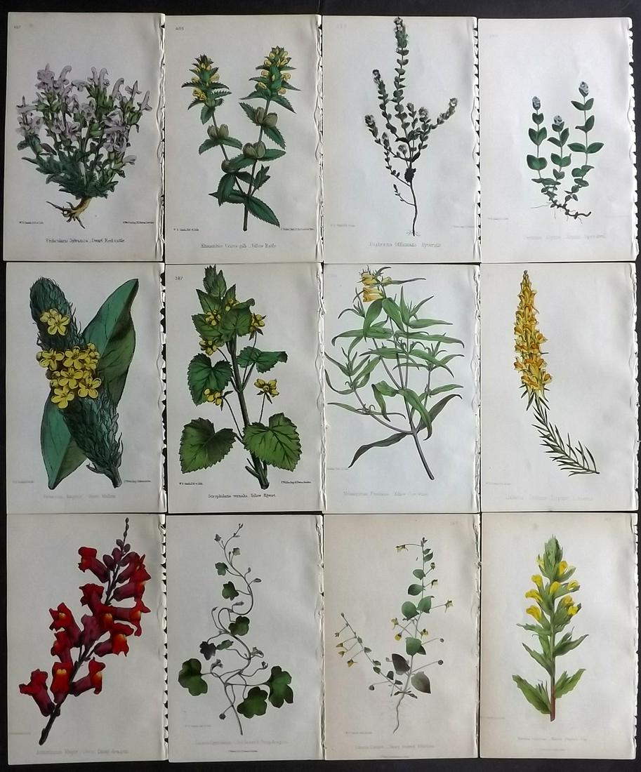 Hogg & Johnson C1870 Lot of 12 HCol Botanical Prints: Hand Coloured Lithographs Published 1863-1880, London for "The Wild Flowers of Great Britain" by Robert Hogg & George W. Johnson. Paper Size: 9 x 5.5 inch (23 x 14cm) Good Condition
