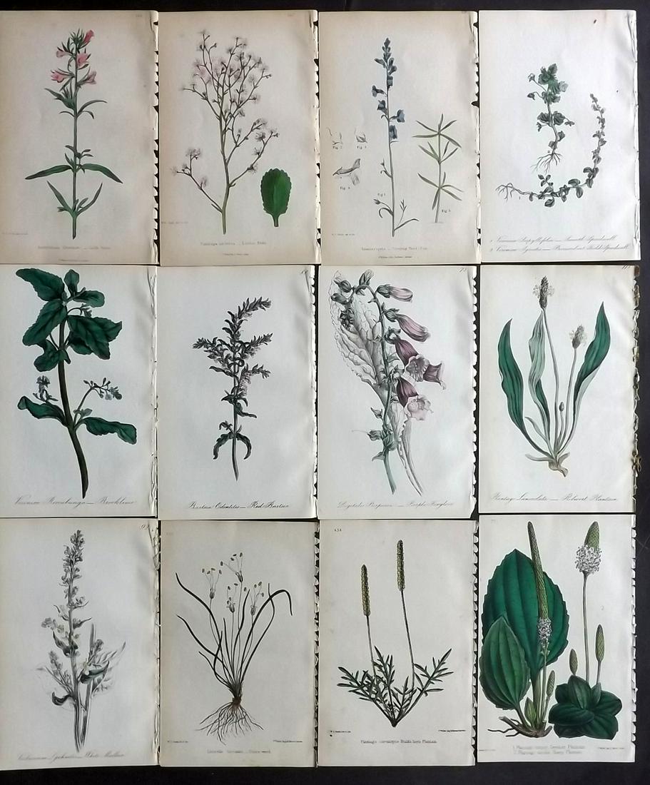 Hogg & Johnson C1870 Lot of 12 HCol Botanical Prints: Hand Coloured Lithographs Published 1863-1880, London for "The Wild Flowers of Great Britain" by Robert Hogg & George W. Johnson. Paper Size: 9 x 5.5 inch (23 x 14cm) Good Condition