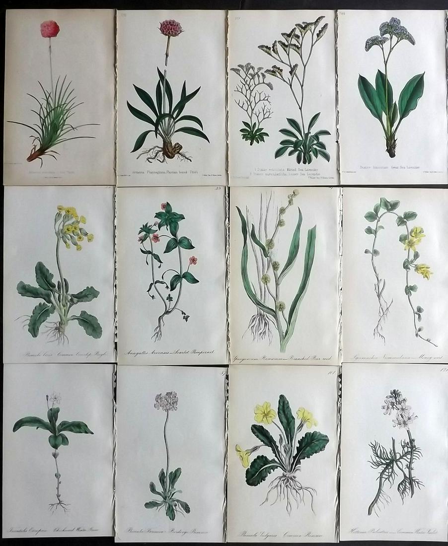 Hogg & Johnson C1870 Lot of 12 HCol Botanical Prints: Hand Coloured Lithographs Published 1863-1880, London for "The Wild Flowers of Great Britain" by Robert Hogg & George W. Johnson. Paper Size: 9 x 5.5 inch (23 x 14cm) Good Condition