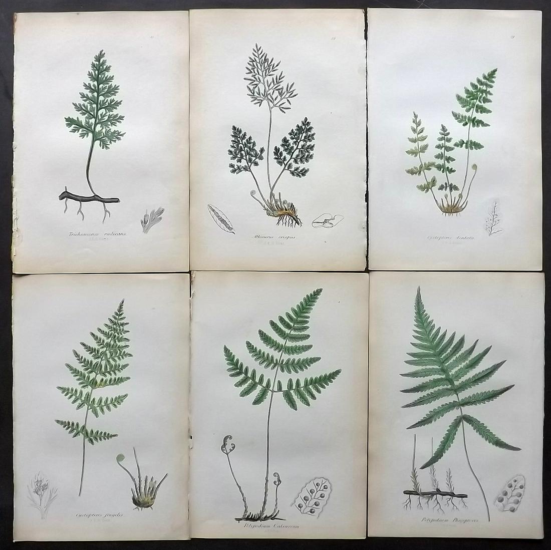 Johnson, Charles 1859 Lot of 6 Hand Col Fern Prints (1 of 2)