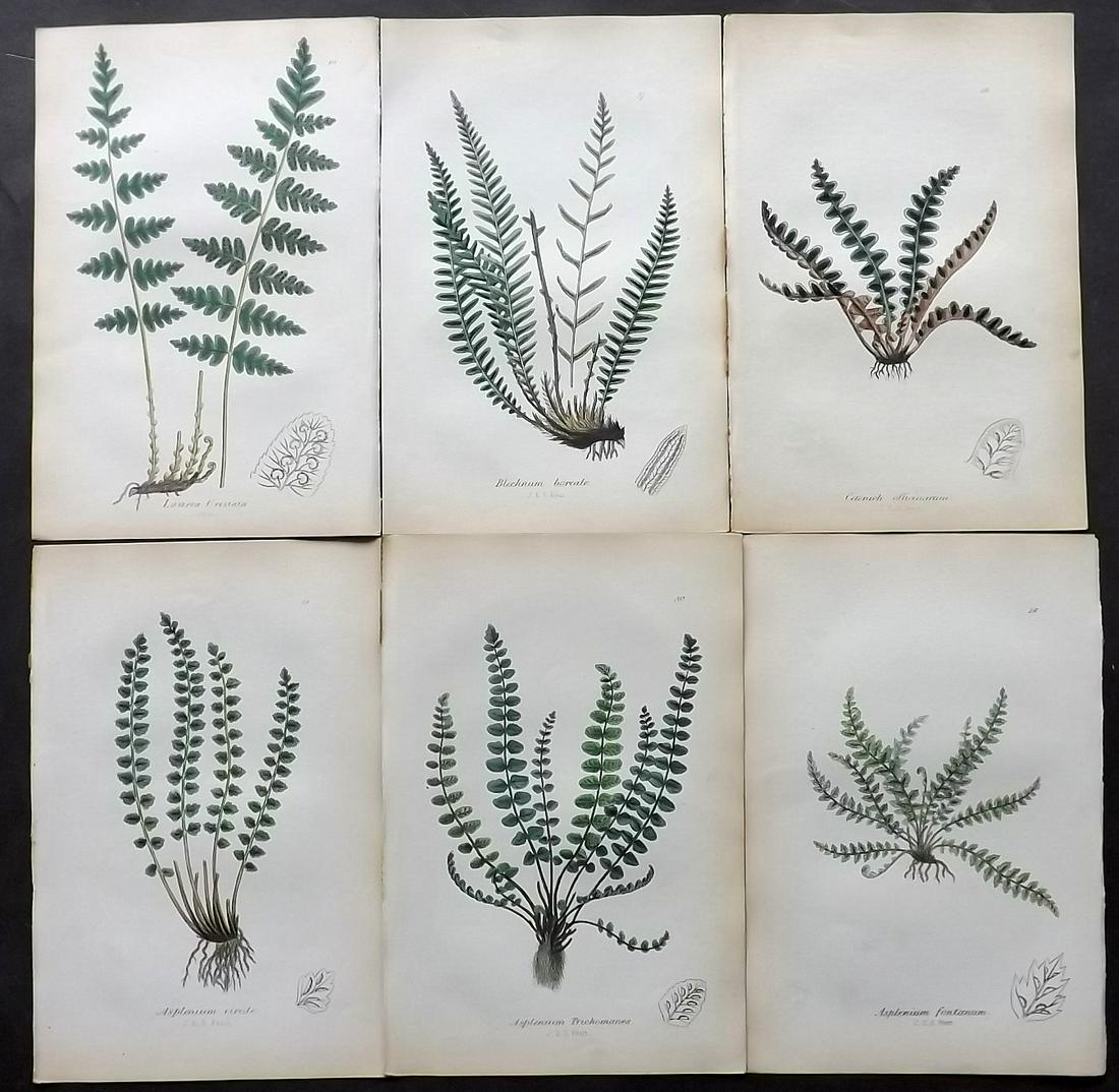 Johnson, Charles 1859 Lot of 6 Hand Col Fern Prints (1 of 2)