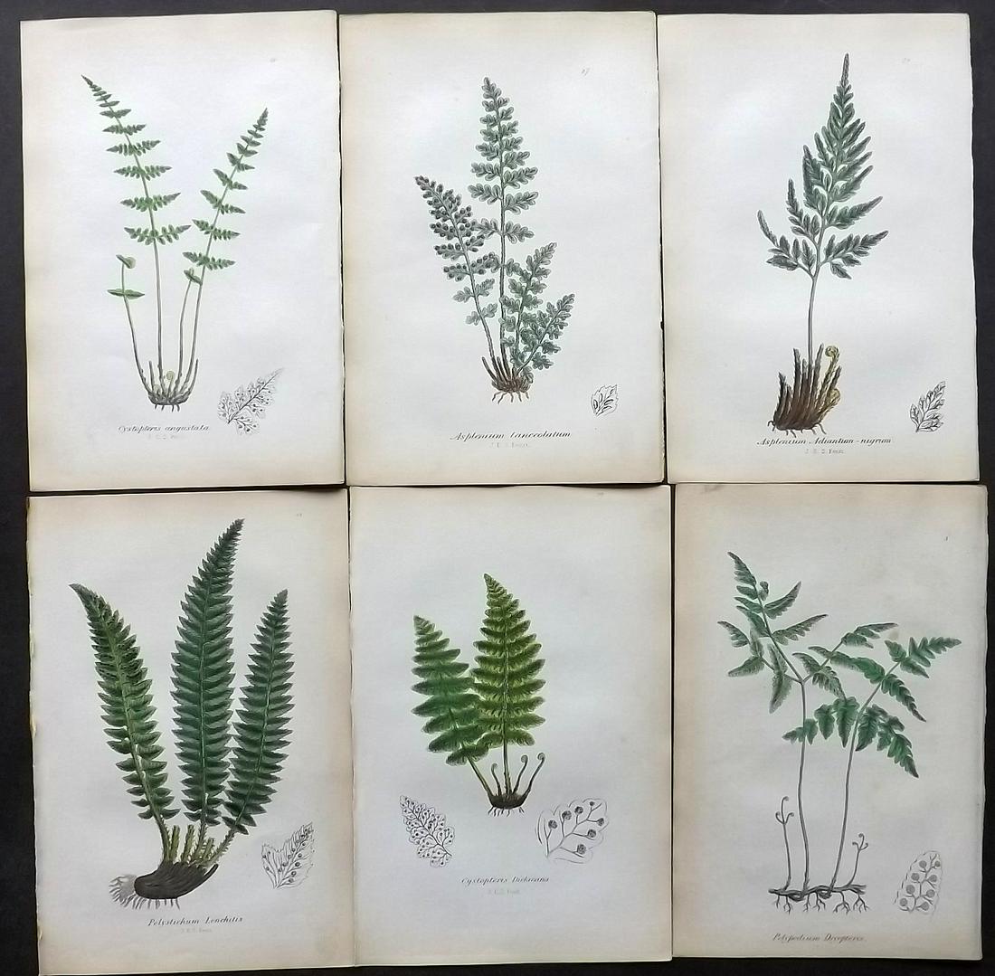 Johnson, Charles 1859 Lot of 6 Hand Col Fern Prints (1 of 2)