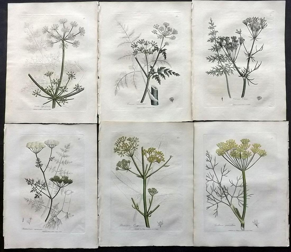 Woodville, William 1810 Lot of 6 HCol Botanical Prints: Hand Coloured Etchings Published 1810, London for "Medical Botany" by William Woodville. Paper Size: 9 x 7 inch (23 x 18cm) Minor browning/toning, otherwise Good Condition