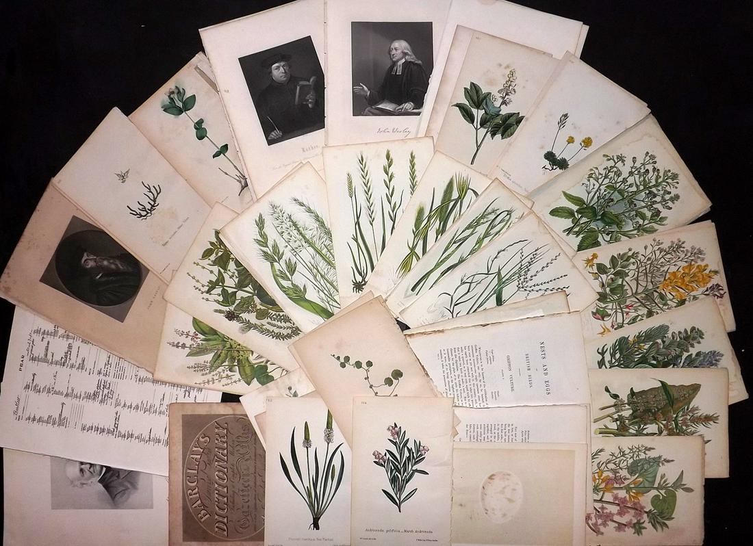 Mixed Prints 19th Century Lot of 40 (1 of 4)