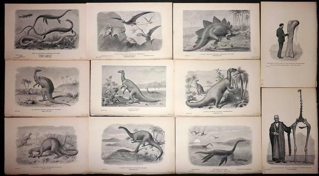 Hutchinson, H. N. 1897 Lot of 11 Prints. Dinosaurs (1 of 2)
