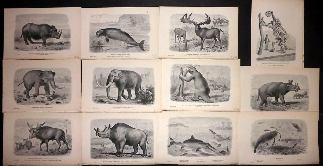 Hutchinson, H. N. 1897 Lot of 12 Prints. Extinct (1 of 2)