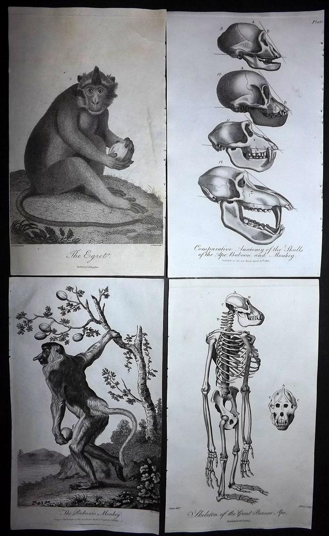 Linnaeus & Sibly 1804 Lot of 4 Monkey Primates Prints (1 of 2)