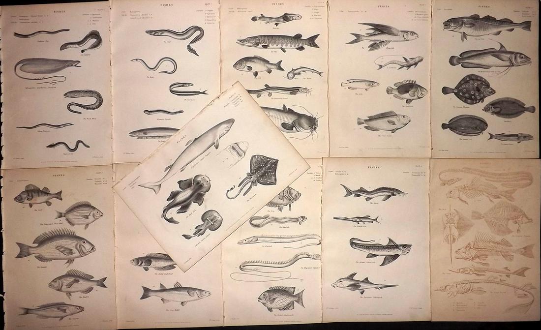 Richardson, John 1862 Lot of 11 Prints. Fish (1 of 2)