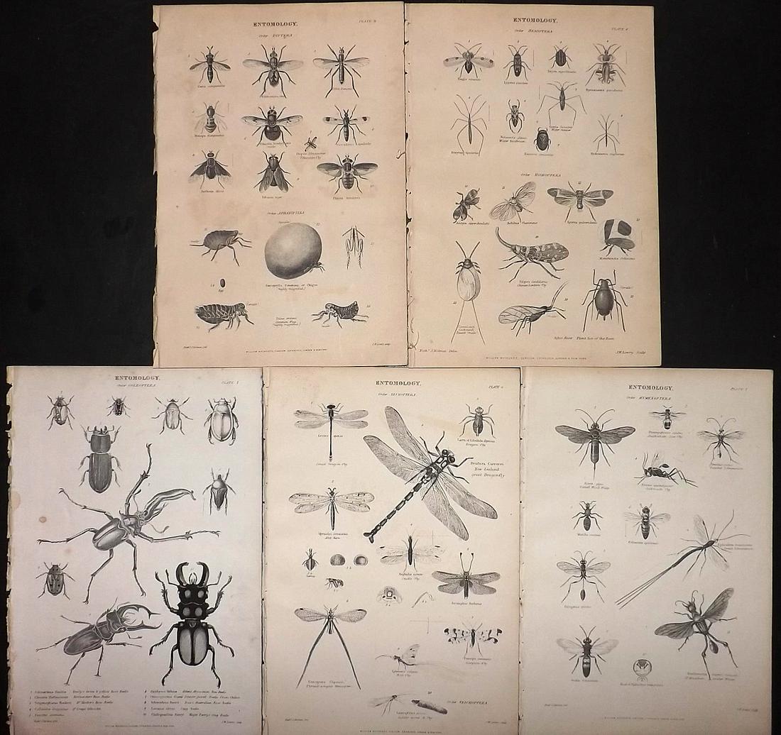 Richardson, John 1862 Lot of 5 Prints. Insects: Steel Engravings/Etchings Published 1859-62 by William Mackenzie, Edinburgh & London for "The Museum of Natural History" by John Richardson. Paper Size: 10.5 x 7 inch (27 x 18cm) Very minor toning in
