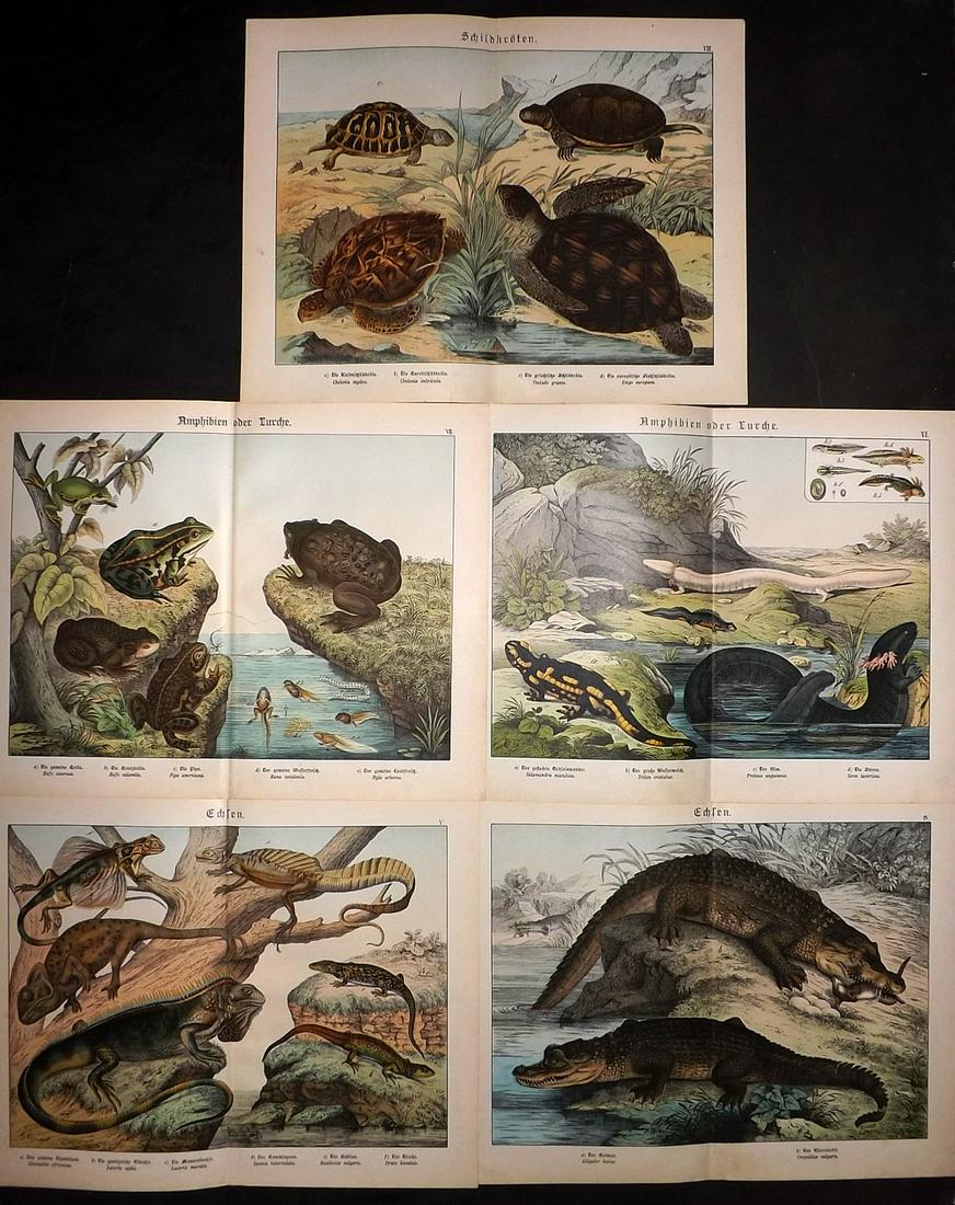 Schubert, Gotthilf C1890 Lot of 5 Large Prints Reptiles (1 of 2)