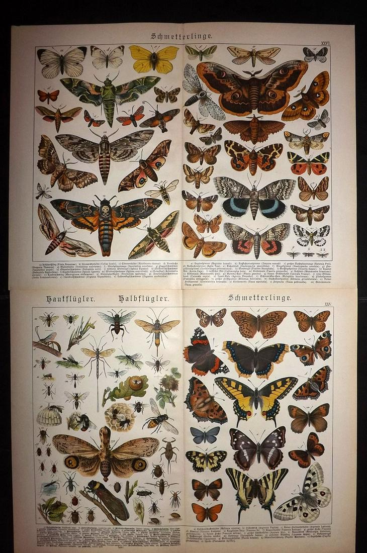 Schubert, Gotthilf C1890 Pair LG Prints Butterfly Moths (1 of 2)