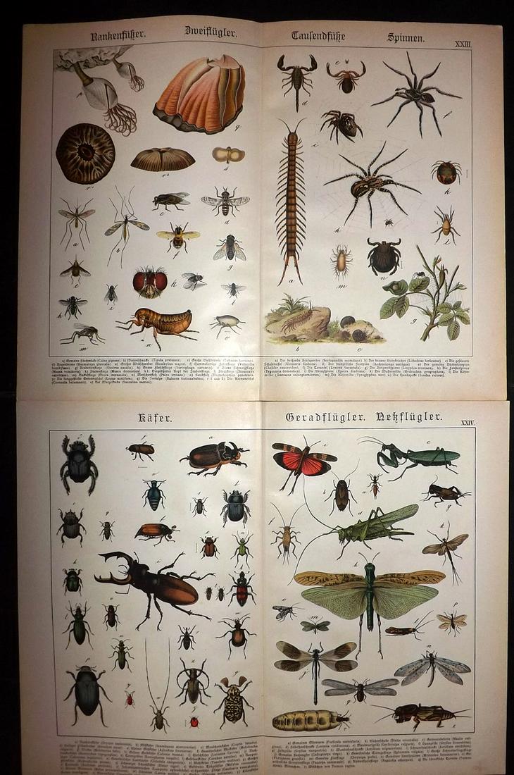 Schubert, Gotthilf C1890 Pair of Large Prints. Insects (1 of 2)
