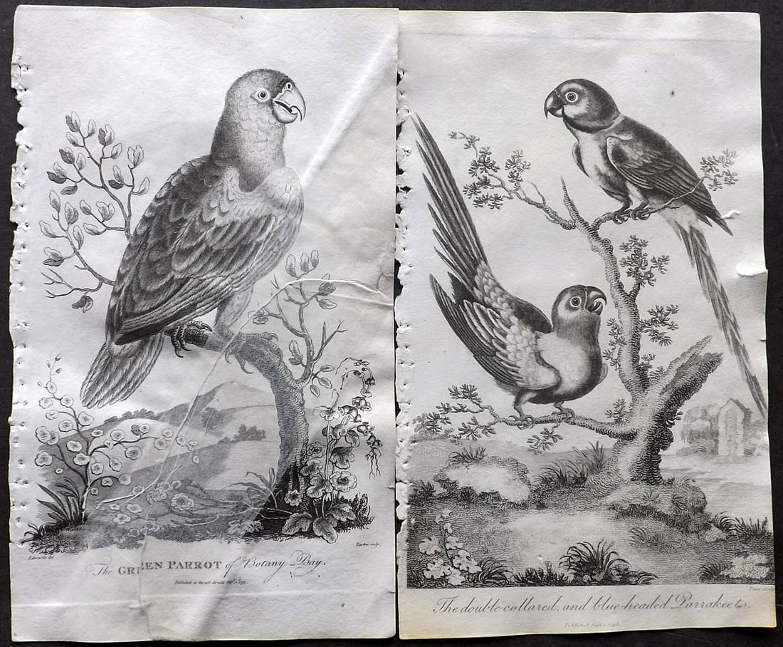 After George Edwards 1798 Pair of Parrot Prints (1 of 2)