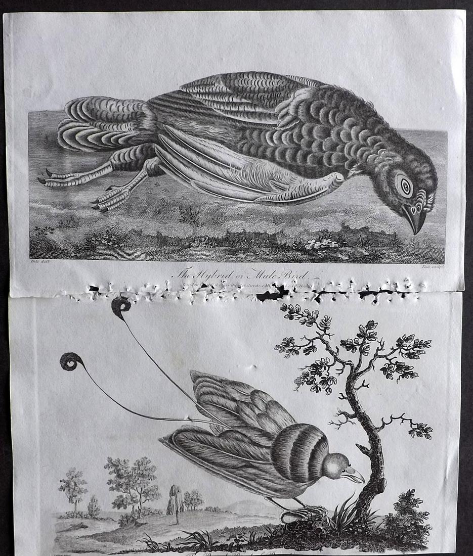 After George Edwards 1798 Pair. Bird of Paradise etc: Plus the Hybrid or Mule Bird. Copper Plates Published 1794-1810, London for "A Genuine and Universal System of Natural History" by Carl Linnaeus and Ebenezer Sibly. Illustrated after George Edwards, B
