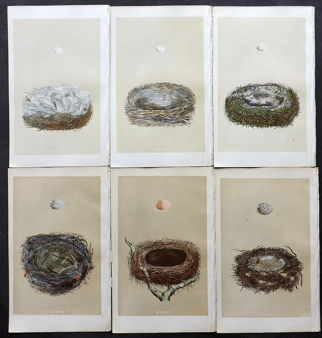 Morris, Francis 1866 Lot of 6 Bird Nest Prints: Woodblocks Published 1866, London for "A Natural History of the Nests and Eggs of British Birds" By the Rev. F. O. Morris, printed Benjamin Fawcett. Printed in colours and finished by hand. With accom