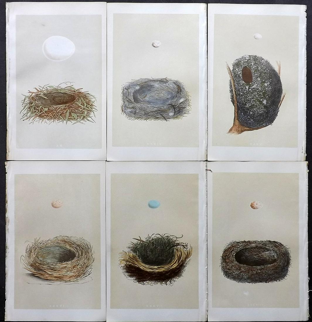 Morris, Francis 1866 Lot of 6 Bird Nest Prints: Woodblocks Published 1866, London for "A Natural History of the Nests and Eggs of British Birds" By the Rev. F. O. Morris, printed Benjamin Fawcett. Printed in colours and finished by hand. With accom