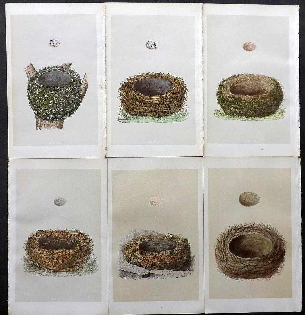 Morris, Francis 1866 Lot of 6 Bird Nest Prints: Woodblocks Published 1866, London for "A Natural History of the Nests and Eggs of British Birds" By the Rev. F. O. Morris, printed Benjamin Fawcett. Printed in colours and finished by hand. With accom