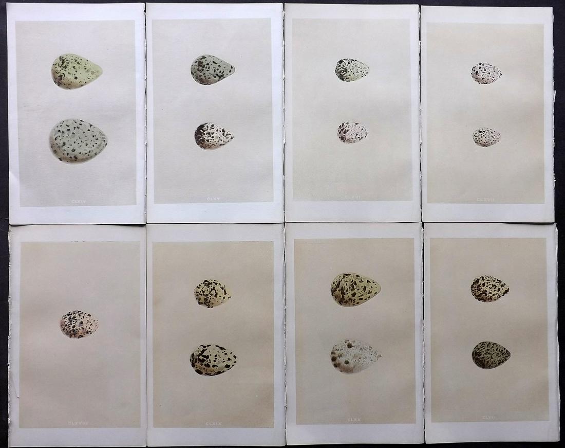 Morris, Francis 1866 Lot of 8 Bird Egg Prints: Woodblocks Published 1866, London for "A Natural History of the Nests and Eggs of British Birds" By the Rev. F. O. Morris, printed Benjamin Fawcett. Printed in colours and finished by hand. With accom