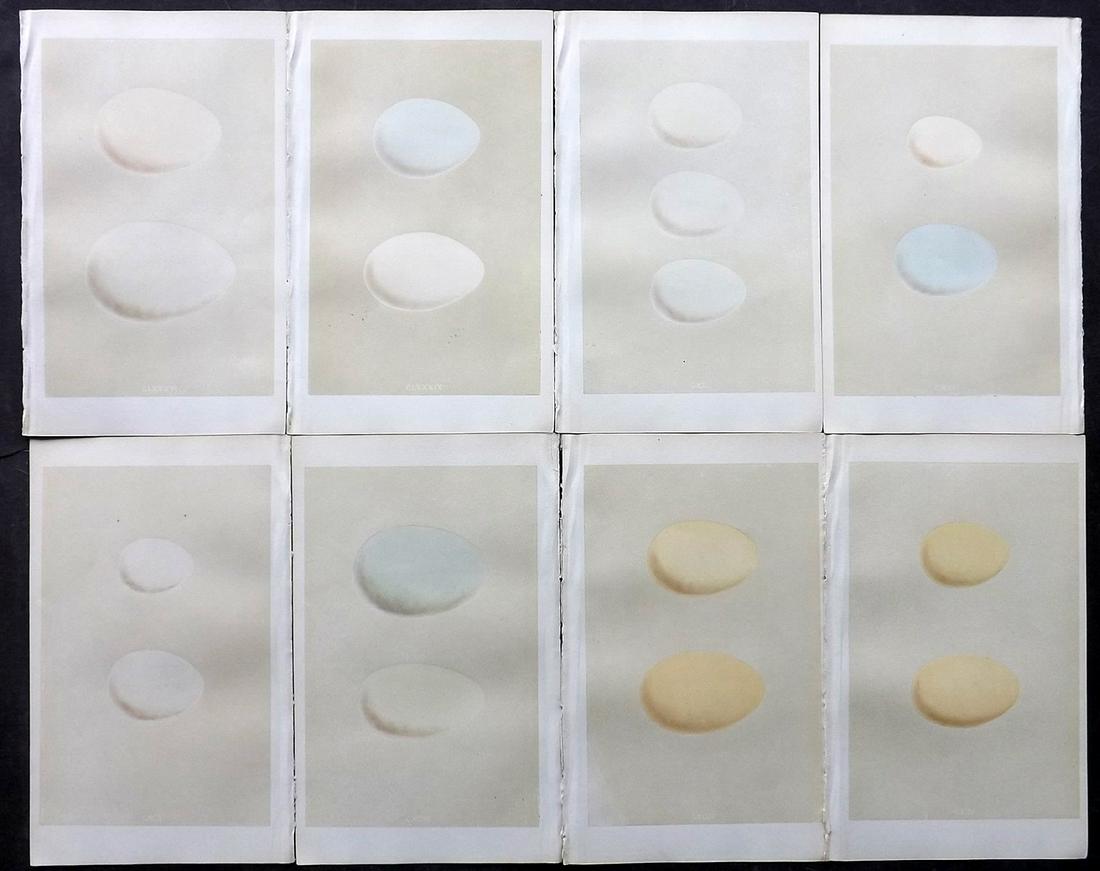 Morris, Francis 1866 Lot of 8 Bird Egg Prints: Woodblocks Published 1866, London for "A Natural History of the Nests and Eggs of British Birds" By the Rev. F. O. Morris, printed Benjamin Fawcett. Printed in colours and finished by hand. With accom