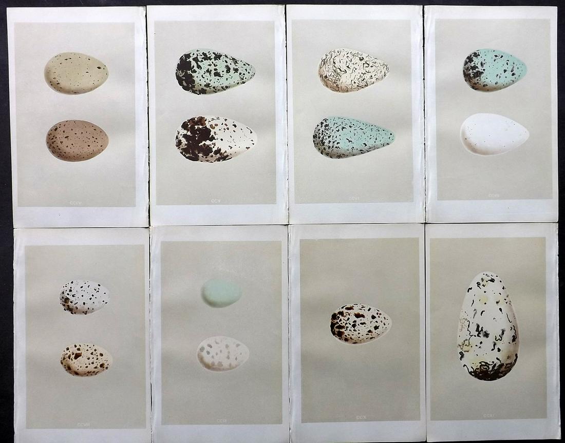 Morris, Francis 1866 Lot of 8 Bird Egg Prints: Woodblocks Published 1866, London for "A Natural History of the Nests and Eggs of British Birds" By the Rev. F. O. Morris, printed Benjamin Fawcett. Printed in colours and finished by hand. With accom
