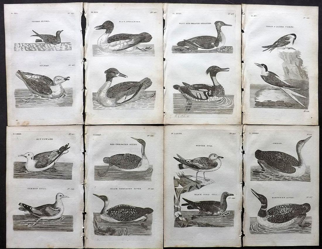 Pennant, Thomas 1776 Lot of 8 Antique Bird Prints: Copper Plates Published 1776-77, London for "British Zoology" by Thomas Pennant. Paper Size: 8 x 5 inch (20 x 13.5cm) Good Condition overall