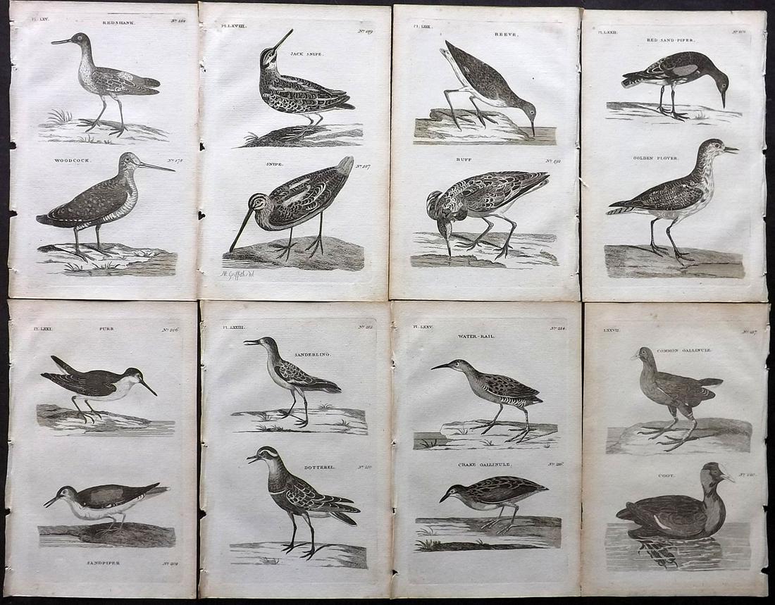 Pennant, Thomas 1776 Lot of 8 Antique Bird Prints: Copper Plates Published 1776-77, London for "British Zoology" by Thomas Pennant. Paper Size: 8 x 5 inch (20 x 13.5cm) Good Condition overall