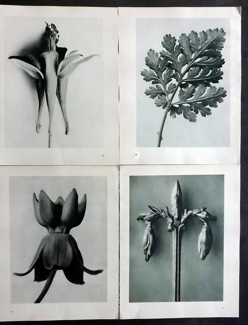 Blossfeldt, Karl 1936 Lot of 4 Botanical Prints: Photogravures Published 1936, Berlin for "Urformen der Kunst" by Karl Blossfeldt. Printed both sides, with no show through. Paper Size: 12.5 x 9.5 inch (32 x 24cm) Good Condition