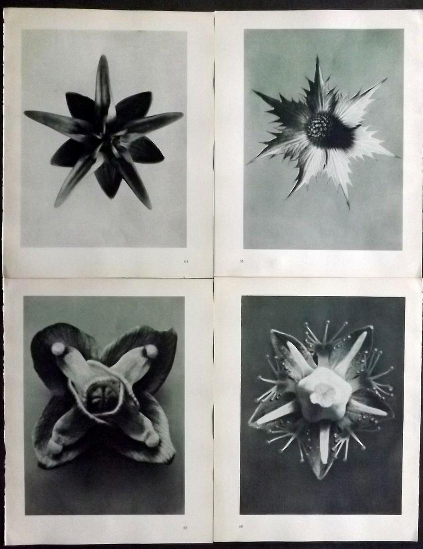 Blossfeldt, Karl 1936 Lot of 4 Botanical Prints (1 of 2)
