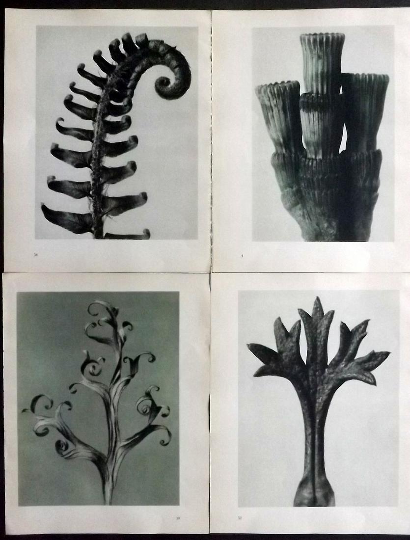 Blossfeldt, Karl 1936 Lot of 4 Botanical Prints (1 of 2)