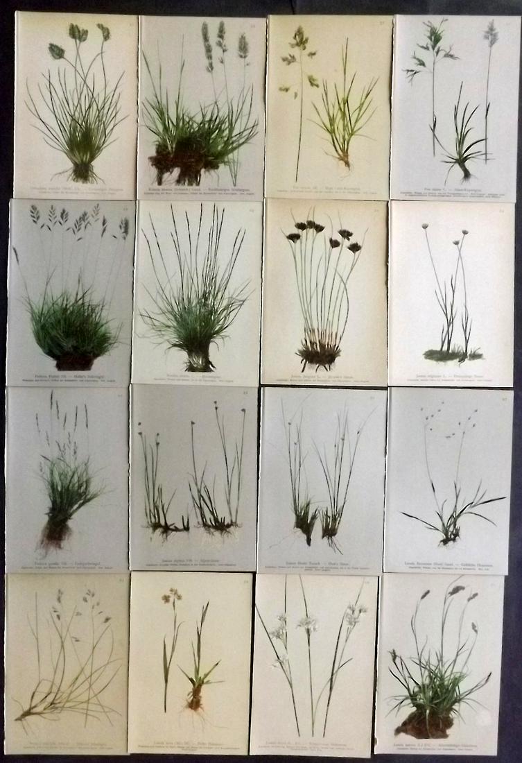 Hartinger, Anton 1897 Lot of 16 Botanical Prints: Chromolithographs Published 1897, Vienna for "Atlas der Alpenflora" by Anton Hartinger. Paper Size: 7.5 x 5 inch (19 x 13cm) Good Condition