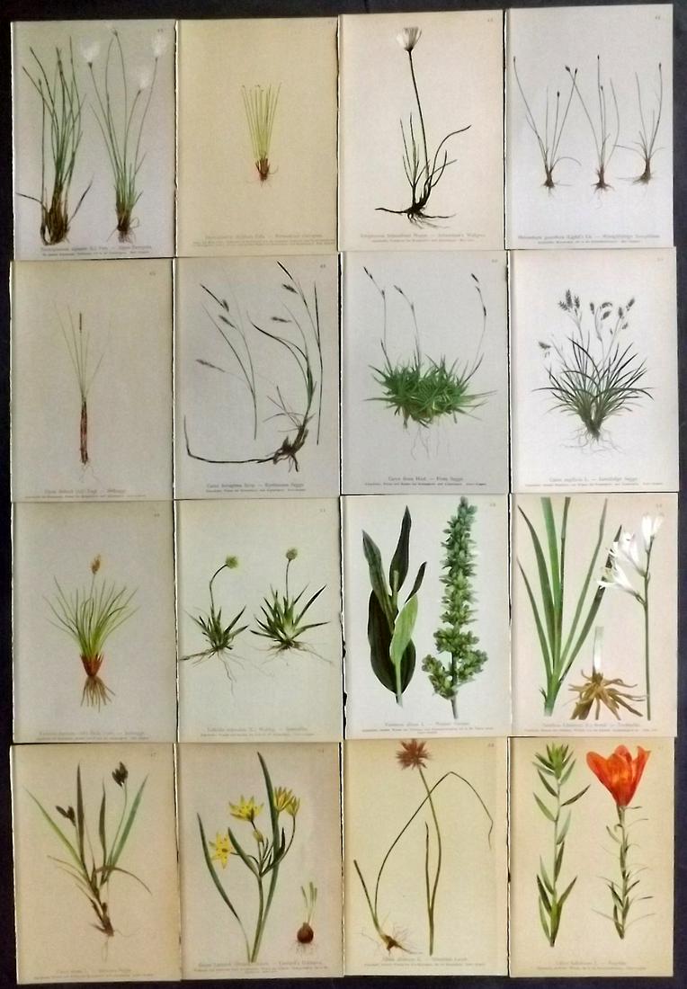 Hartinger, Anton 1897 Lot of 16 Botanical Prints: Chromolithographs Published 1897, Vienna for "Atlas der Alpenflora" by Anton Hartinger. Paper Size: 7.5 x 5 inch (19 x 13cm) Good Condition