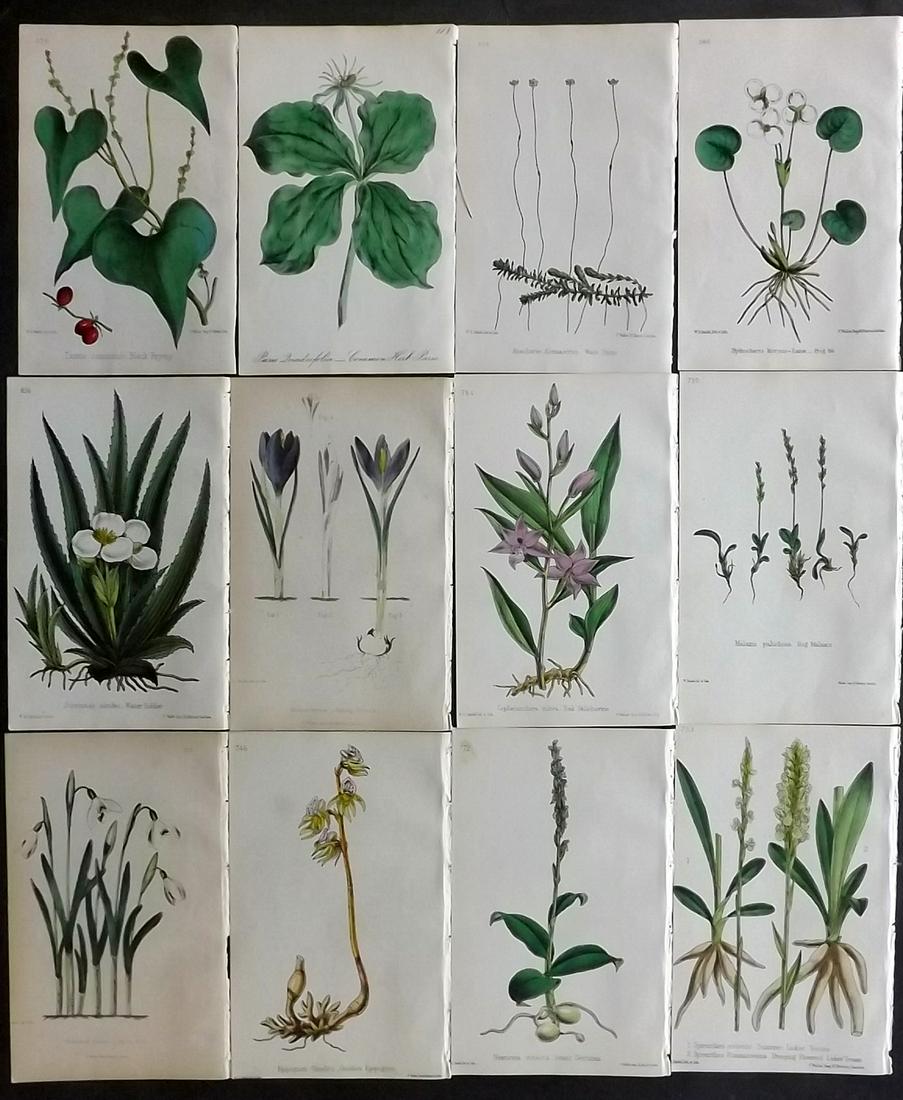 Hogg & Johnson C1870 Lot of 12 HCol Botanical Prints: Hand Coloured Lithographs Published 1863-1880, London for "The Wild Flowers of Great Britain" by Robert Hogg & George W. Johnson. Paper Size: 9 x 5.5 inch (23 x 14cm) Good Condition