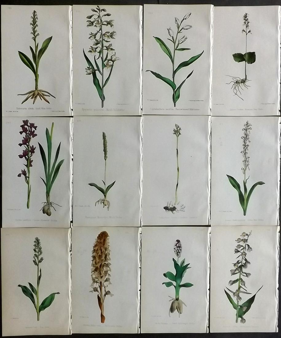 Hogg & Johnson C1870 Lot of 12 HCol Botanical Prints: Hand Coloured Lithographs Published 1863-1880, London for "The Wild Flowers of Great Britain" by Robert Hogg & George W. Johnson. Paper Size: 9 x 5.5 inch (23 x 14cm) Good Condition