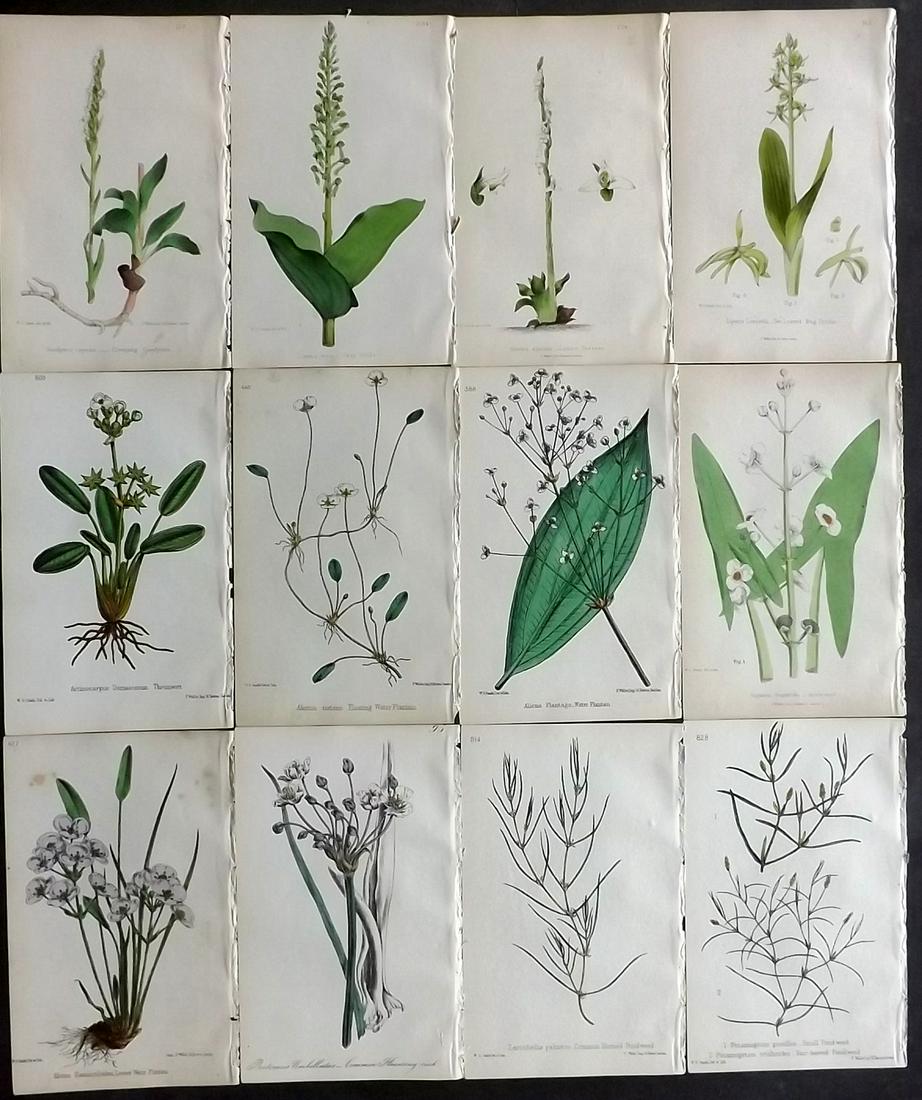Hogg & Johnson C1870 Lot of 12 HCol Botanical Prints: Hand Coloured Lithographs Published 1863-1880, London for "The Wild Flowers of Great Britain" by Robert Hogg & George W. Johnson. Paper Size: 9 x 5.5 inch (23 x 14cm) Good Condition