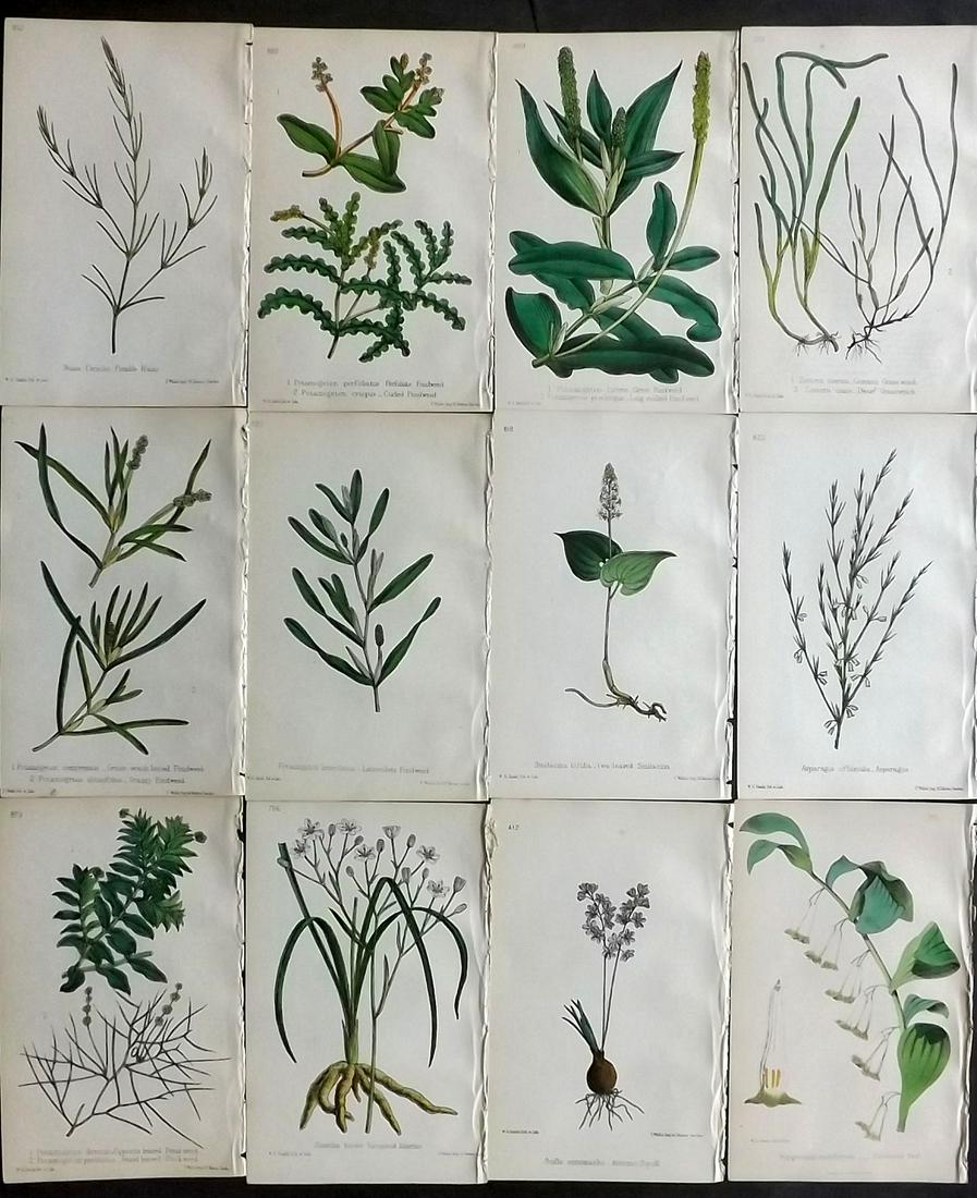 Hogg & Johnson C1870 Lot of 12 HCol Botanical Prints: Hand Coloured Lithographs Published 1863-1880, London for "The Wild Flowers of Great Britain" by Robert Hogg & George W. Johnson. Paper Size: 9 x 5.5 inch (23 x 14cm) Good Condition