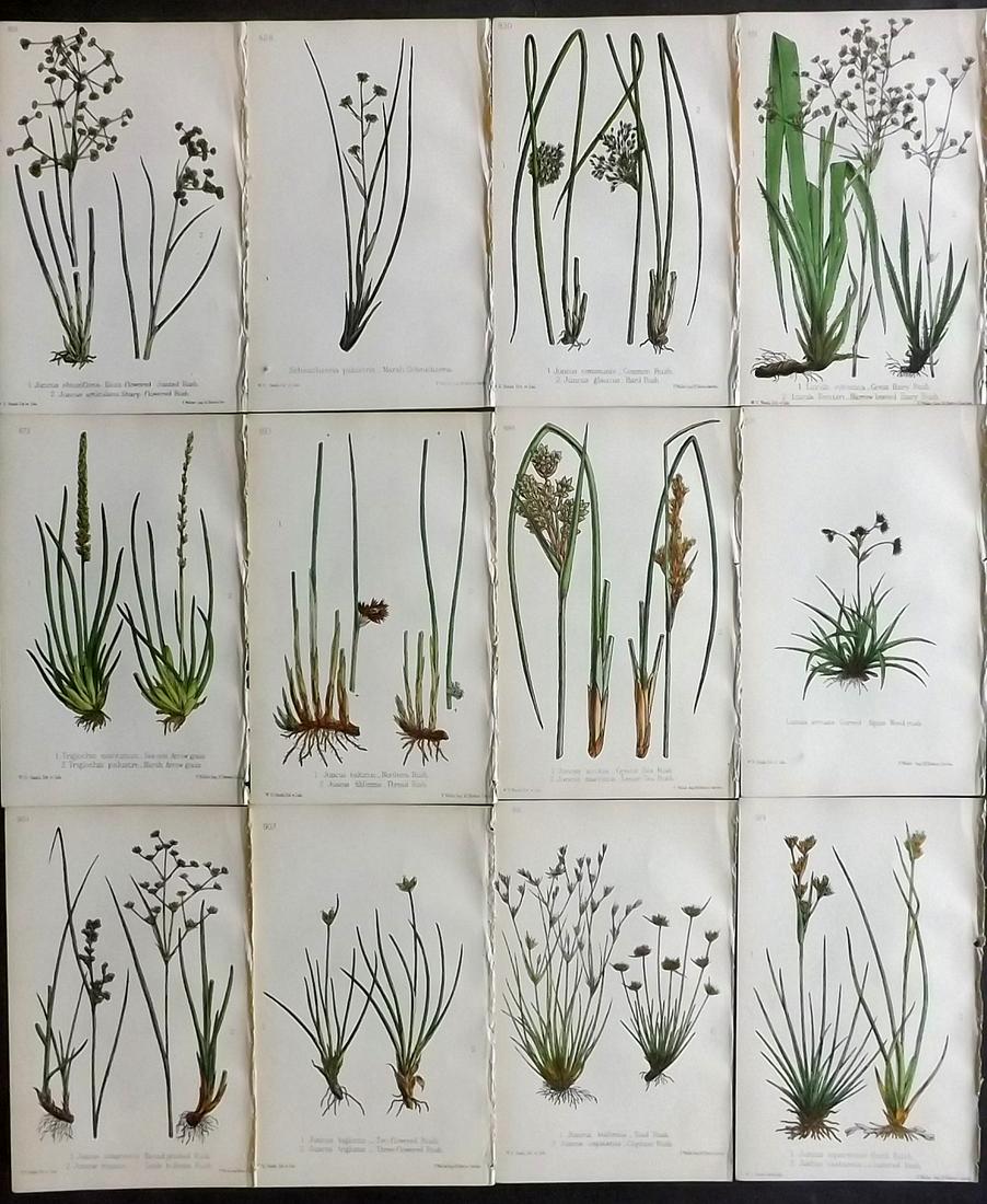 Hogg & Johnson C1870 Lot of 12 HCol Botanical Prints: Hand Coloured Lithographs Published 1863-1880, London for "The Wild Flowers of Great Britain" by Robert Hogg & George W. Johnson. Paper Size: 9 x 5.5 inch (23 x 14cm) Good Condition