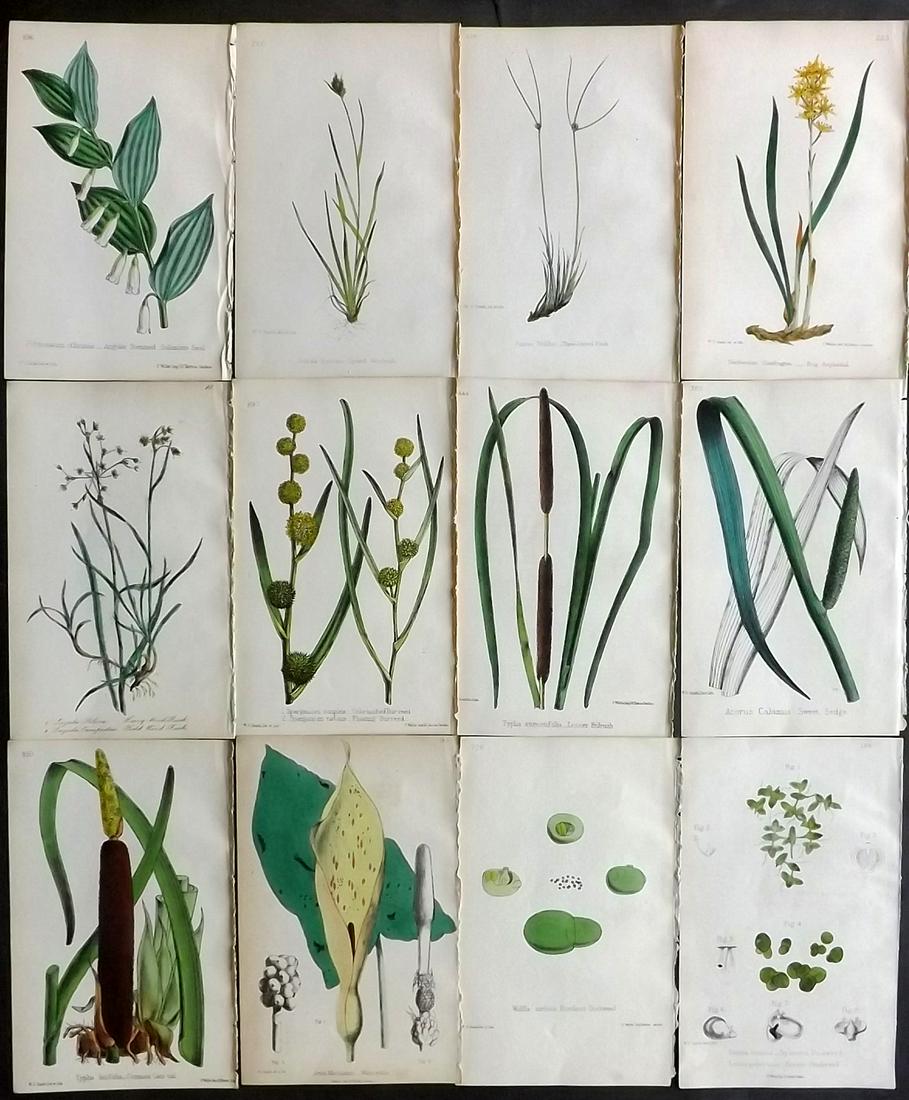 Hogg & Johnson C1870 Lot of 12 HCol Botanical Prints: Hand Coloured Lithographs Published 1863-1880, London for "The Wild Flowers of Great Britain" by Robert Hogg & George W. Johnson. Paper Size: 9 x 5.5 inch (23 x 14cm) Good Condition