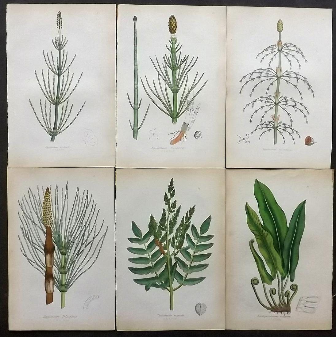 Johnson, Charles 1859 Lot of 6 Hand Col Fern Prints (1 of 2)