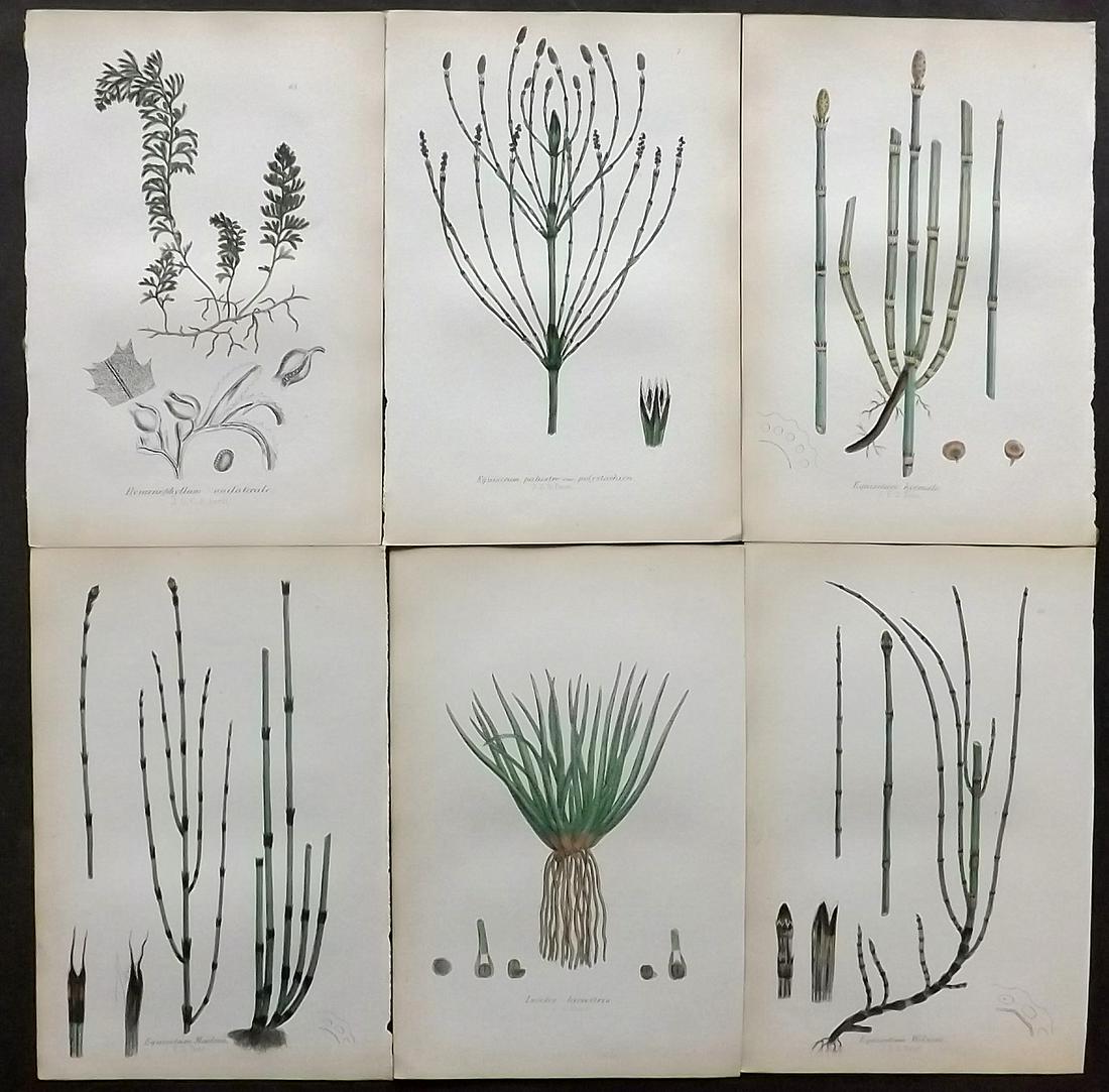 Johnson, Charles 1859 Lot of 6 Hand Col Fern Prints: Hand Coloured Lithographs Published 1859, London for "The Ferns of Great Britain" by Charles Johnson. Illustrated by John E. Sowerby. Paper Size: 9 x 6 inch (23 x 15cm) Very minor browning. Good Condi
