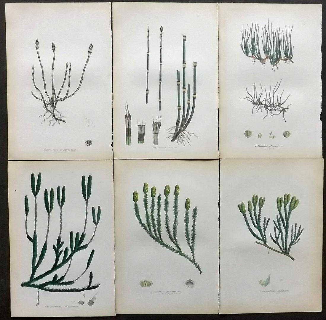 Johnson, Charles 1859 Lot of 6 Hand Col Fern Prints: Hand Coloured Lithographs Published 1859, London for "The Ferns of Great Britain" by Charles Johnson. Illustrated by John E. Sowerby. Paper Size: 9 x 6 inch (23 x 15cm) Very minor browning. Good Condi