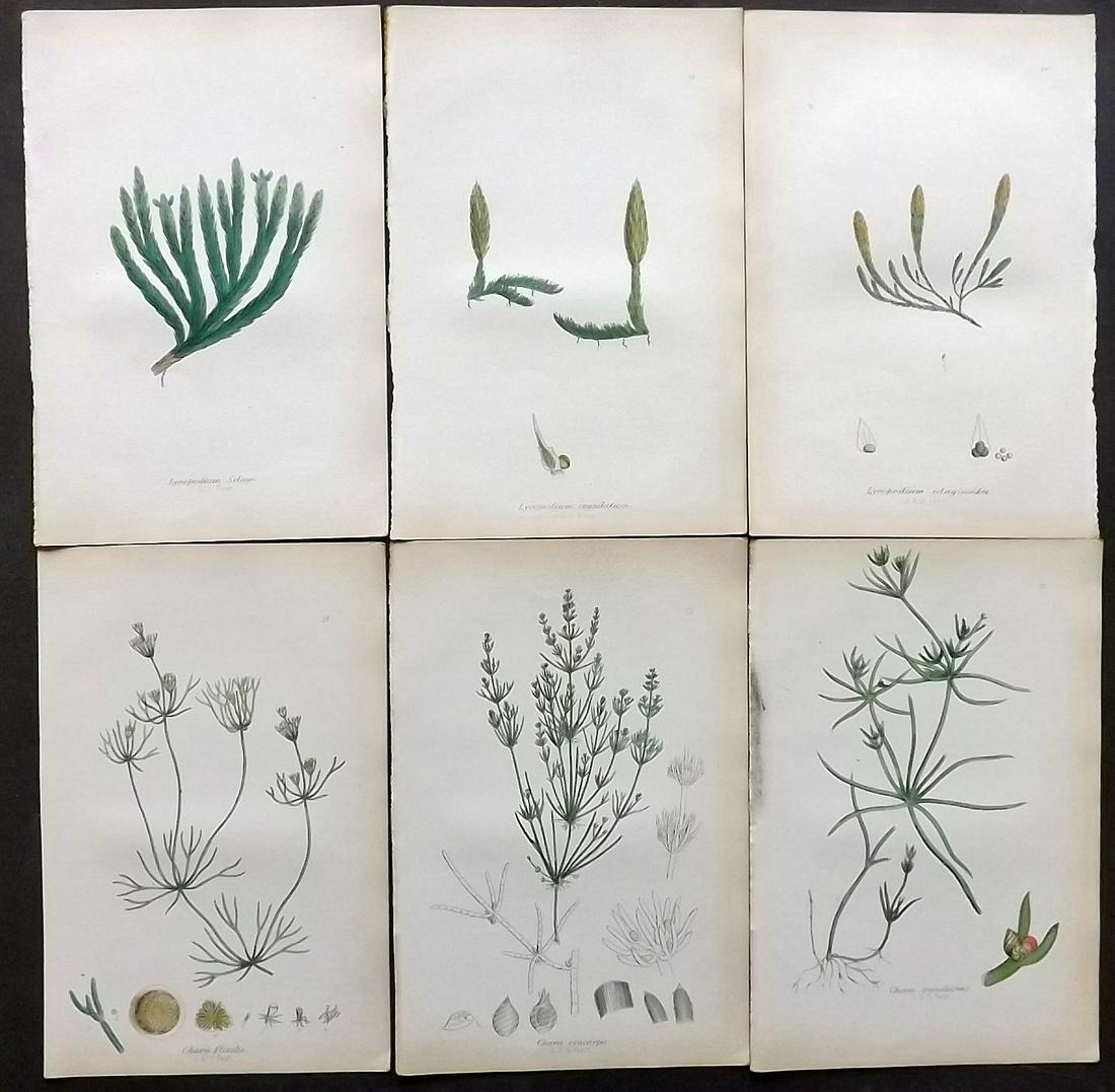 Johnson, Charles 1859 Lot of 6 Hand Col Fern Prints: Hand Coloured Lithographs Published 1859, London for "The Ferns of Great Britain" by Charles Johnson. Illustrated by John E. Sowerby. Paper Size: 9 x 6 inch (23 x 15cm) Very minor browning. Good Condi