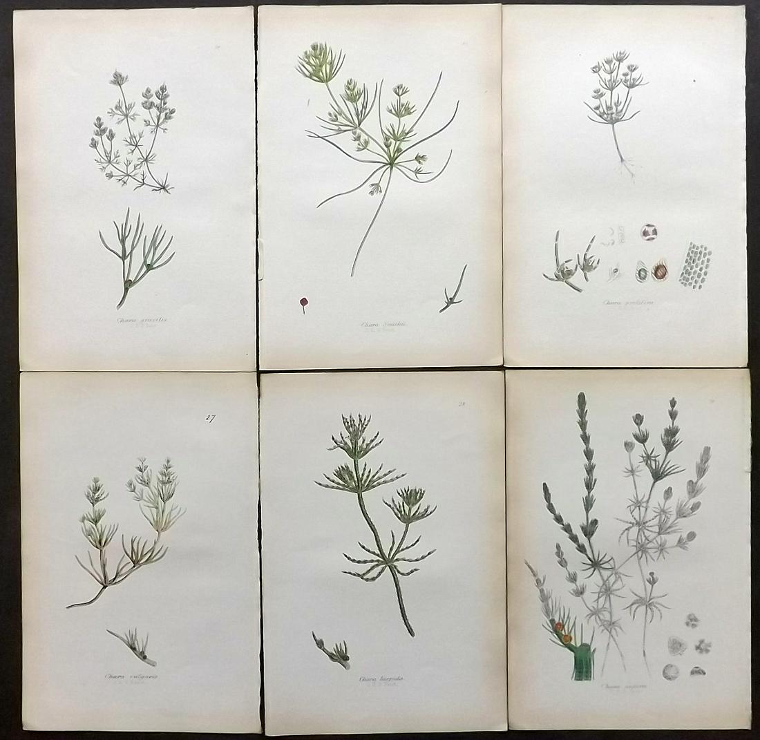 Johnson, Charles 1859 Lot of 6 Hand Col Fern Prints: Hand Coloured Lithographs Published 1859, London for "The Ferns of Great Britain" by Charles Johnson. Illustrated by John E. Sowerby. Paper Size: 9 x 6 inch (23 x 15cm) Very minor browning. Good Condi