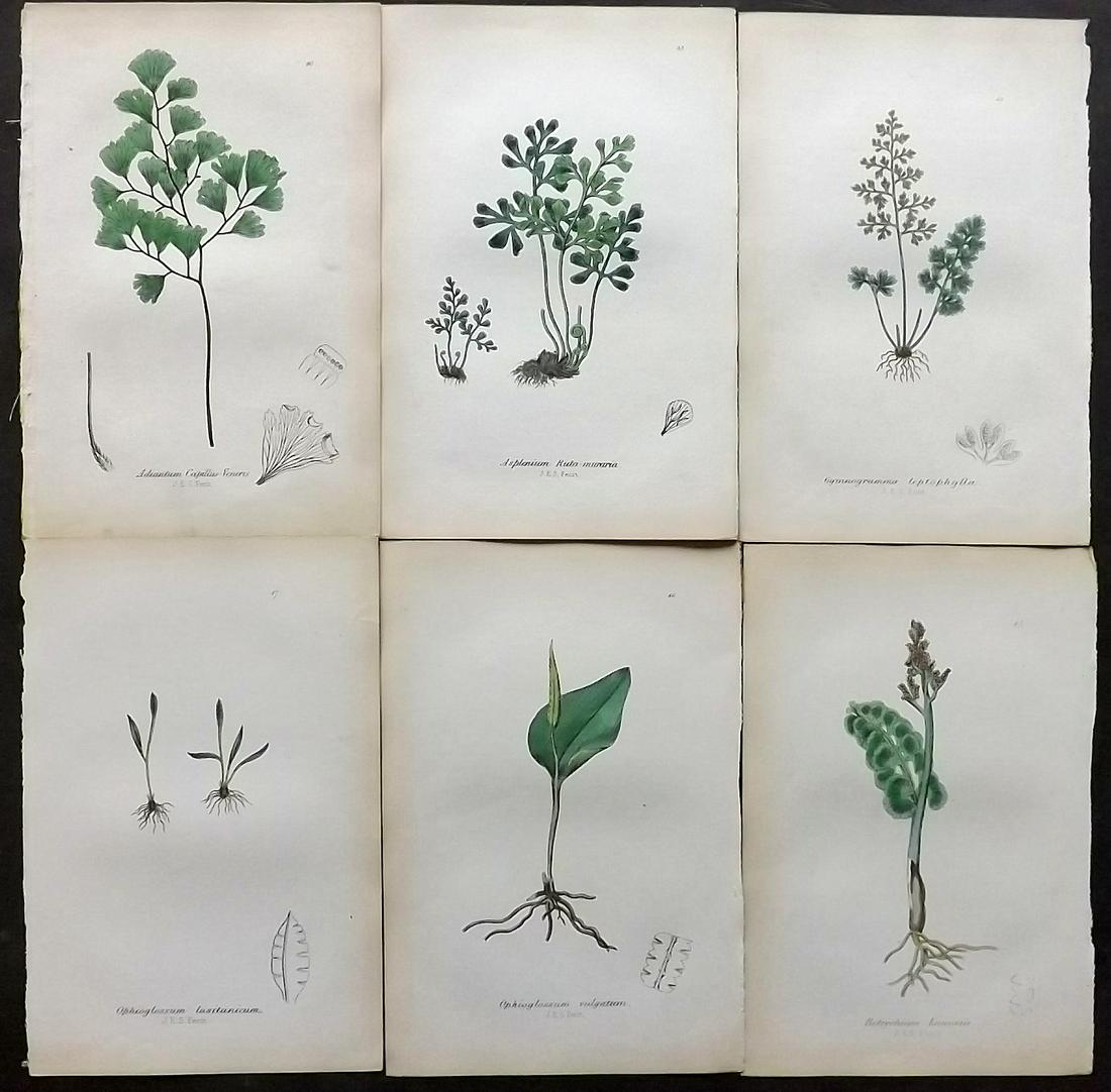 Johnson, Charles 1859 Lot of 6 Hand Col Fern Prints: Hand Coloured Lithographs Published 1859, London for "The Ferns of Great Britain" by Charles Johnson. Illustrated by John E. Sowerby. Paper Size: 9 x 6 inch (23 x 15cm) Very minor browning. Good Condi