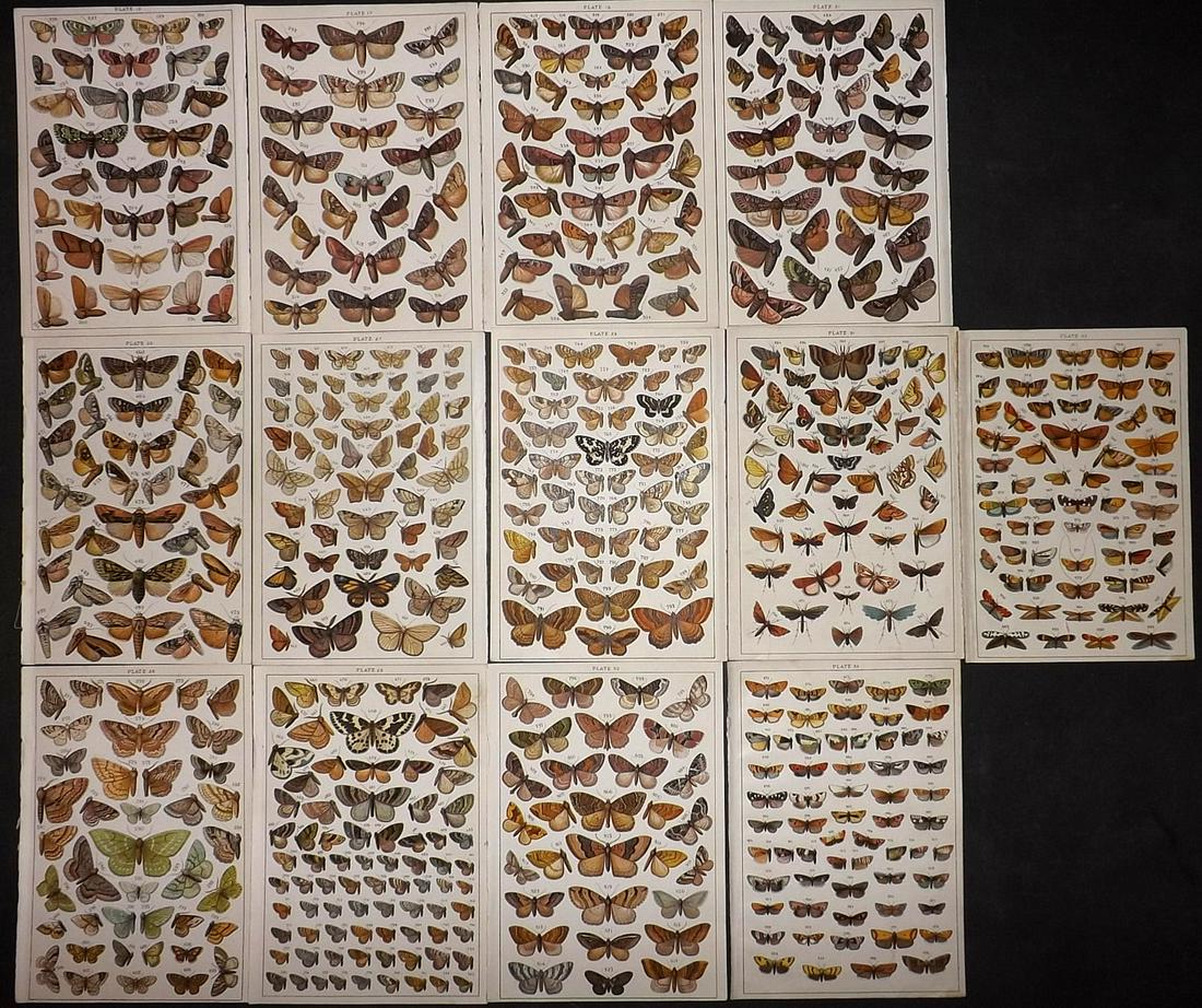 Gordon, W. J. C1900 Lot of 13 Moth Prints Prints: Chromolithographs Published C1900, London for the "Our Country's" Series by W. J. Gordon. Paper Size: 7.5 x 5 inch (19 x 13cm) Good Condition