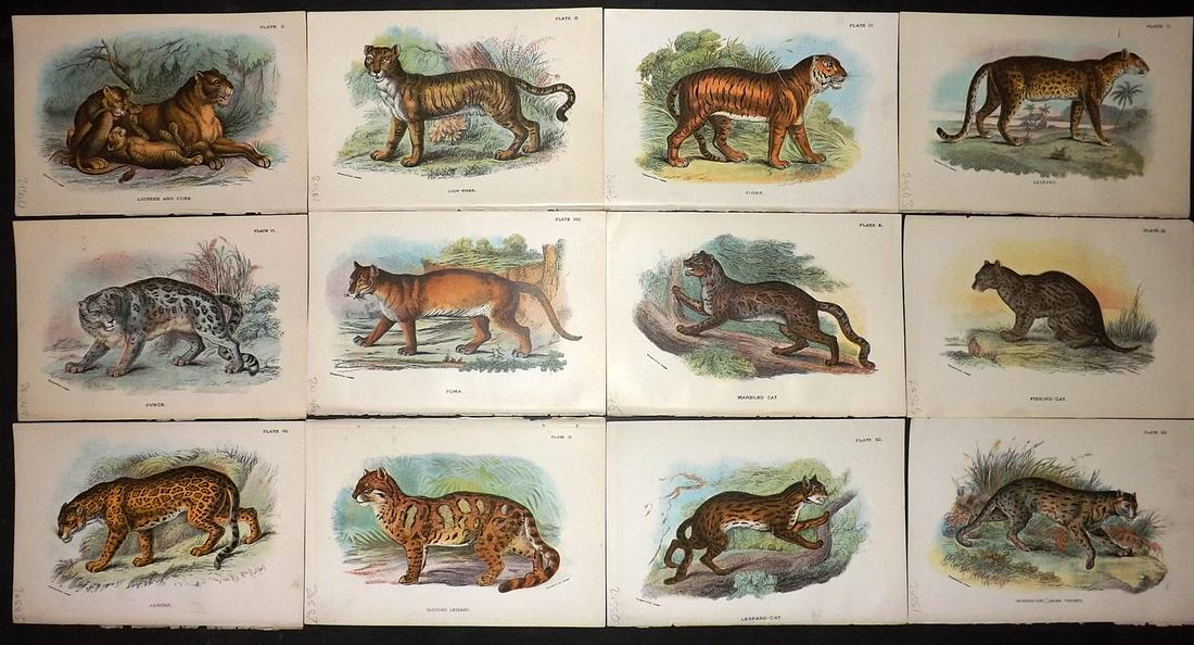 Lloyds's 1897 Lot of 12 Prints. Big Cats (1 of 2)
