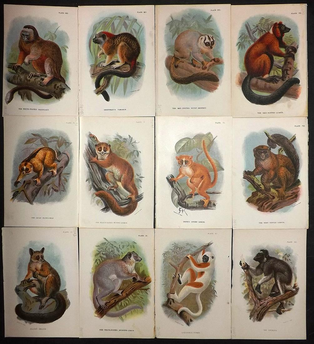 Lloyds's 1897 Lot of 12 Prints. Primates, Lemurs etc (1 of 2)