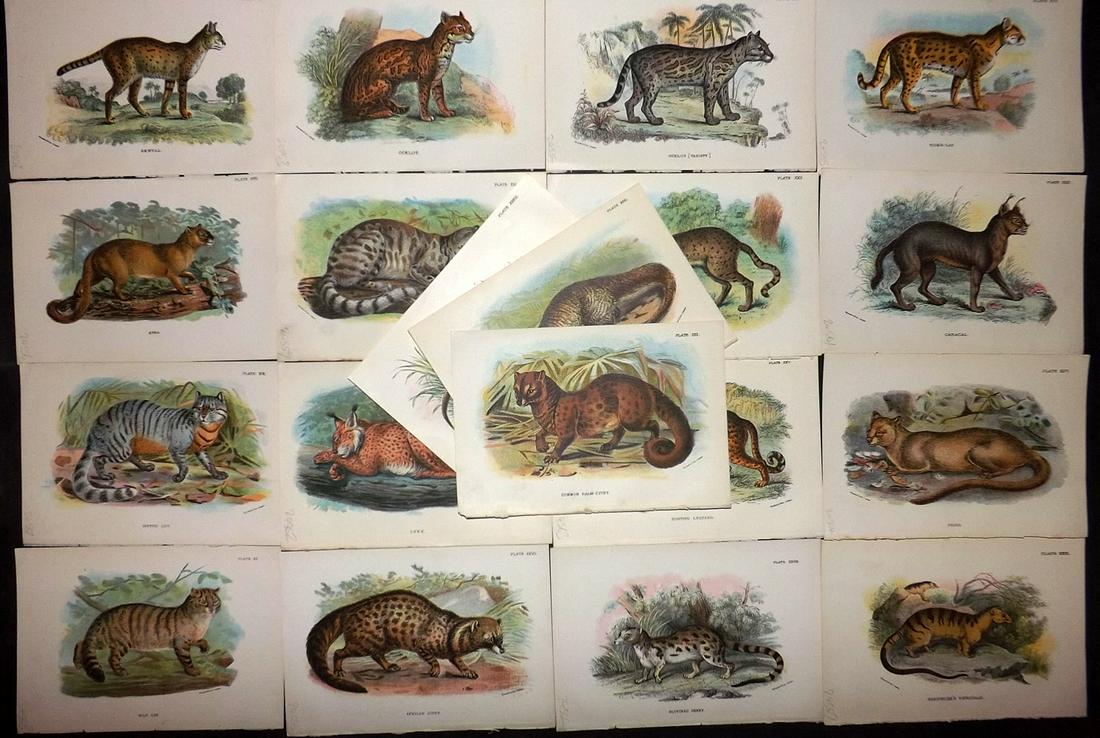 Lloyds's 1897 Lot of 19 Prints. Big Cats etc (1 of 2)