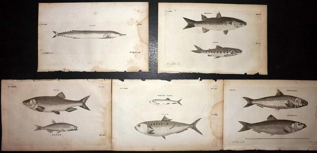 Pennant, Thomas 1776 Lot of 5 Antique Fish Prints: Copper Plates Published 1776-77, London for "British Zoology" by Thomas Pennant. Paper Size: 8 x 5 inch (20 x 13.5cm) Most with water stain in margin